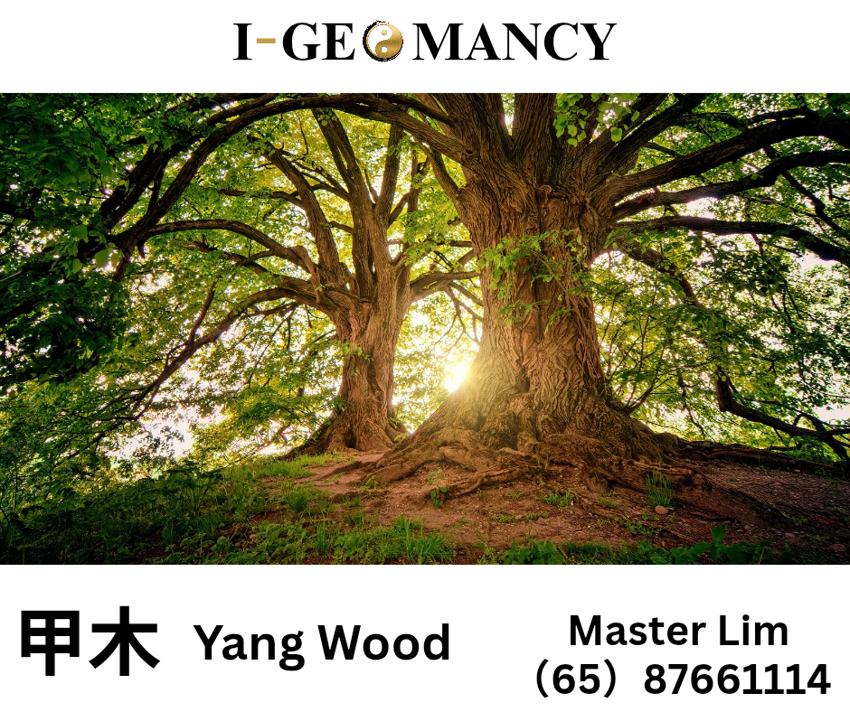 🌳 Jia Wood Daymaster Forecast — 12 September 2025